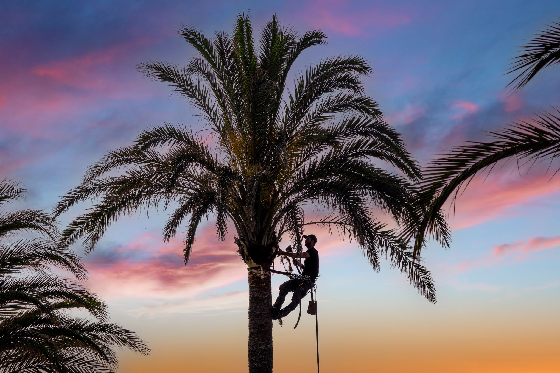 Kenneth Collins Tree trimming a tree
